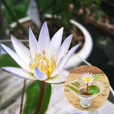 Amazon.co.jp ほしい物ランキング: 屋外用水生植物 で、ほしい物リスト
